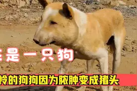 狗狗变成"猪头",竟是脸上长了脓肿，还好遇见善良的救援小哥视频封面