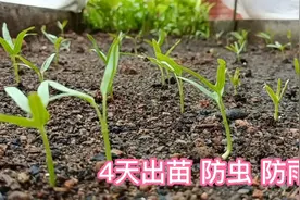 空心菜这样播种虫害少，4天出苗，遇上雨天还可这样防雨视频封面