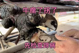 牛瘸了拐了，先检查蹄病，蹄病的检查与治疗，分享经验