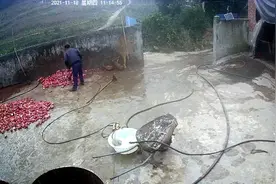 没有双腿可以用假肢代替腿，我一样也可以在家里干活！视频封面