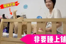 小娜子半夜趁妈妈睡着搬到上铺，猫咪和妈妈都很生气，家里更乱了视频封面