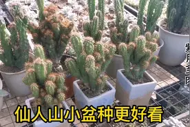 仙人山小盆控养更好看，好养活的一个品种视频封面