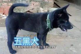 黄狗招财旺财，黑狗辟邪镇宅，关于狗的说法，欢迎点评视频封面