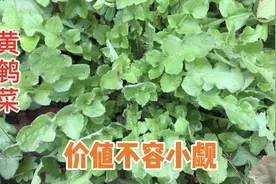 黄鹌菜是什么植物？容易当蒲公英挖，很多人不知用途价值？认识下视频封面