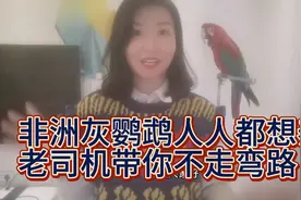 非洲灰鹦鹉人人都想养，分析一下它的优缺点，老司机带你不走弯路视频封面