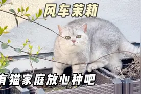 养猫又想种植物？能和我家猫共存三年的只有风车茉莉了视频封面