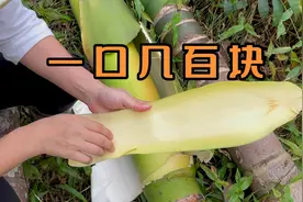 砍了300棵槟榔树，用槟榔花煲汤，一口感觉吃了几百块视频封面
