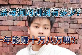50条母狗纯利润是多少？一年能赚十万八万吗？视频封面