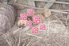 论自由的重要性视频封面