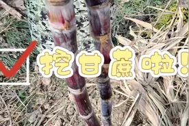 甘蔗居然是从这里来的？视频封面