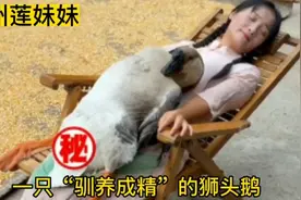 90后贵州妹妹一手花式溜鹅走红网络，网友：鹅的寿命可达到30年？视频封面