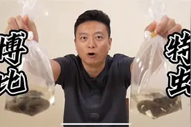 来自地狱的生物 “博比特虫”矶沙蚕视频封面