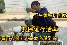 安徽农村老人野生黄鳝这样打包邮寄5-7天都不会死，简单又方便视频封面