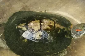 小乌龟蹬直双腿，伸长头，好舒服的姿势，难道这跟天气有关系吗？视频封面
