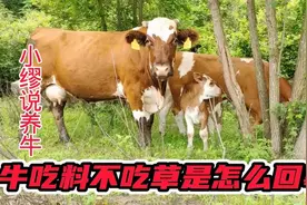 牛只吃精料不爱吃草是怎么回事？可以从以下三方面去考虑视频封面