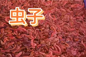 吃虫子，在广东这虫子是美味，这虫子你们敢吃吗？我可不敢吃视频封面
