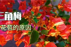 三角梅为什么会黑包掉花苞？避免踩这三个坑，才是开爆花的根本。视频封面