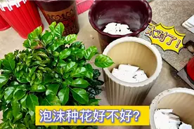 用泡沫种花好不好？原来这样操作，花才能根系发达不烂根。易学视频封面