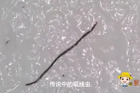广东和广西人都爱吃鱼生，鱼片在显微镜下放大1000倍，你还敢吃吗