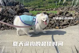 夏天博美遛狗的最佳时间？降温衣有用吗？视频封面