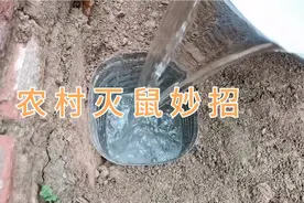 家里有老鼠不用急，教你一招家里老鼠全抓光，简单方便很实用视频封面
