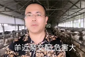 羊近亲繁殖危害大 降低经济效益30%视频封面