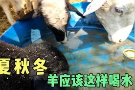 羊喝水有窍门，春夏秋冬这四个季节饮水有讲究，建议收藏视频封面