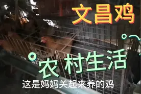 “文昌鸡”是海南的四大名菜之一，真正的文昌鸡是这样养的。。。