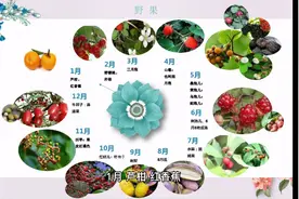 四川的野果，你怀念过吗?用心整理，有错误的帮忙追加哦视频封面