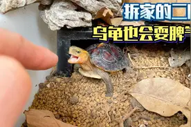 两岁的乌龟智商竟然堪比二哈，主人大发雷霆！一起体会钓龟乐趣视频封面