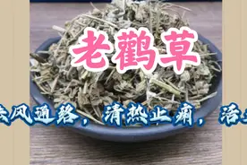老鹳草，祛风通络，清热止痢，活血，用于风湿痹痛，跌打损伤等视频封面