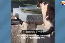 亲眼目睹邻居丢弃小猫视频封面