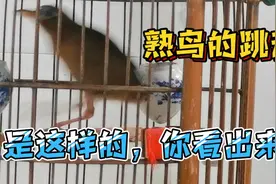 干货分享，熟鸟的跳动怎么看？能看出什么问题？细节很重要很实用