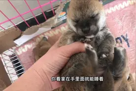 出生10天的小柴犬，张牙舞爪的来回摇晃瞬间5秒就睡着，太逗了视频封面