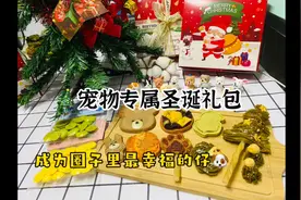 宠物手工零食饼干专属毛孩子的圣诞礼物 挑战给狗狗自制100种零食视频封面