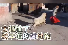 盘点那些被羊追着满的跑的尴尬场面画面实在太好笑了视频封面