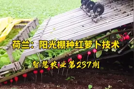 智慧农业237期：荷兰阳光棚种红萝卜技术！这样收获方式真心nice视频封面