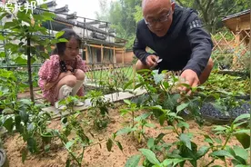 一家三口的乡居日志：自给自足的农村小院，万物有灵、生机勃勃视频封面