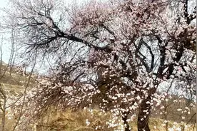 村口有两颗古老的杏树，清明节前盛开了，格外漂亮视频封面