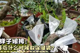 金弹子嫁接出芽后什么时候取保湿袋才能避免回芽？视频结尾有总结视频封面