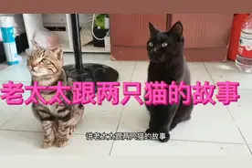 老太太跟两只猫的故事视频封面