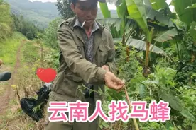 云南人找马蜂厉害，鸡毛蜂标一栓就看马蜂往蜂窝飞，有下酒菜有了