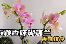家里五个香味蝴蝶兰的排名顺序，你们最喜欢哪个？视频封面