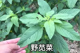 野苋菜又叫“反枝苋”，夏季常见植物，你吃过吗？视频封面