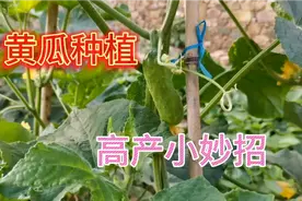 用食醋加红糖喷黄瓜效果太明显，实践出来的好办法，真不错视频封面