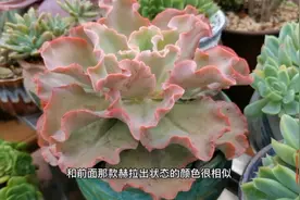 推荐15款皮实好养的莲花座类多肉，好看好养好度夏视频封面
