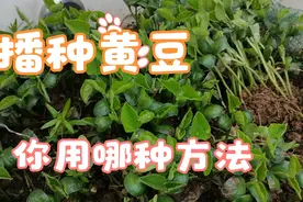 分享天台种黄豆过程，移栽种黄豆，百分百成活，磨刀不误砍柴工视频封面