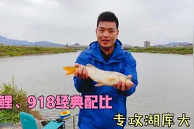螺鲤2号九一八这样搭配开拉饵，冬天里的鲫鱼鲤鱼都爱吃