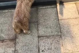 泰迪狗都喜欢玩球吗？（嘟嘟日常）图片