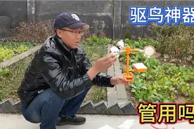 家门口的鸟群太吵闹，小谢网购驱鸟神器做试验？一举多得挺实用！视频封面